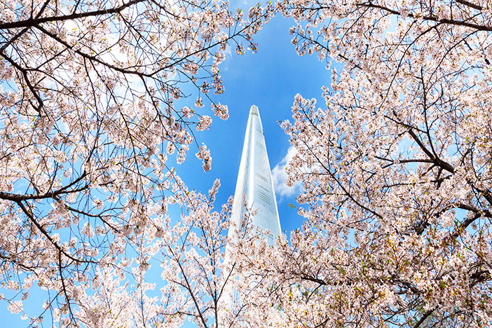 Where to see Cherry Blossoms in Seoul