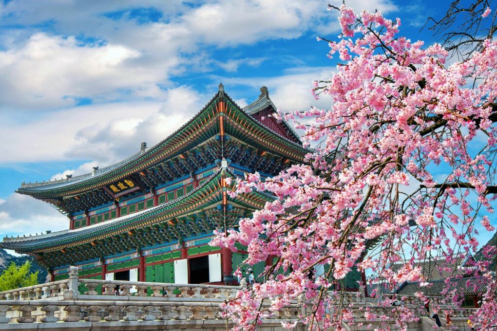 Pink Season in Korea to start this month!